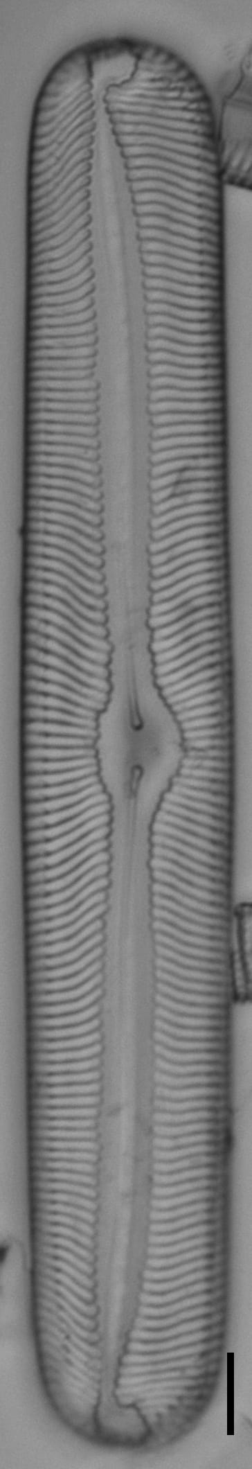 Pinnularia torta LM5