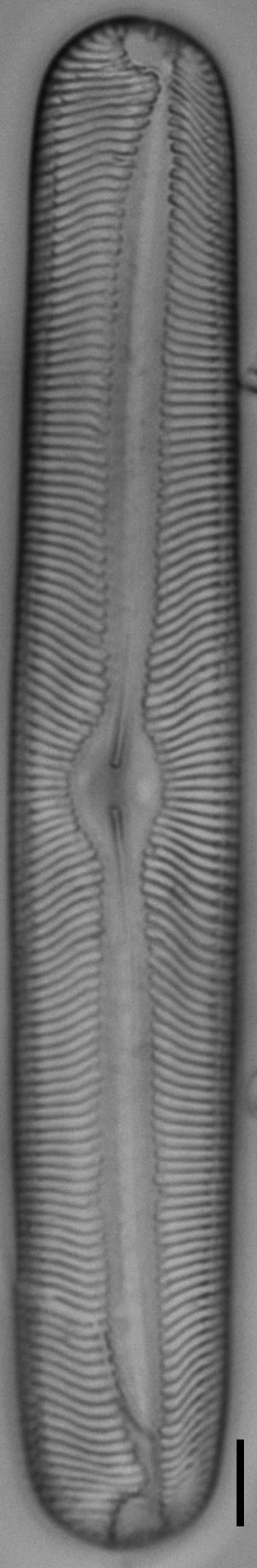 Pinnularia torta LM4