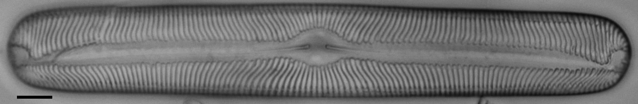 Pinnularia torta LM4