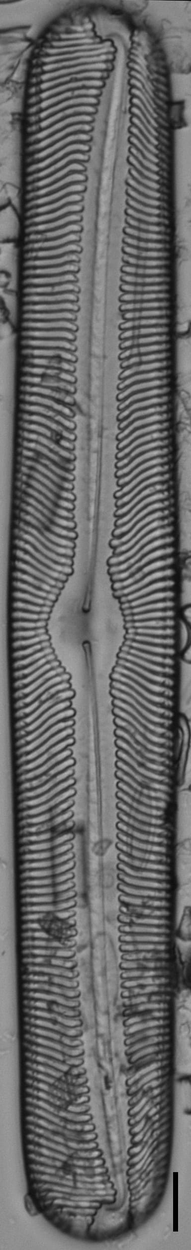 Pinnularia torta LM2