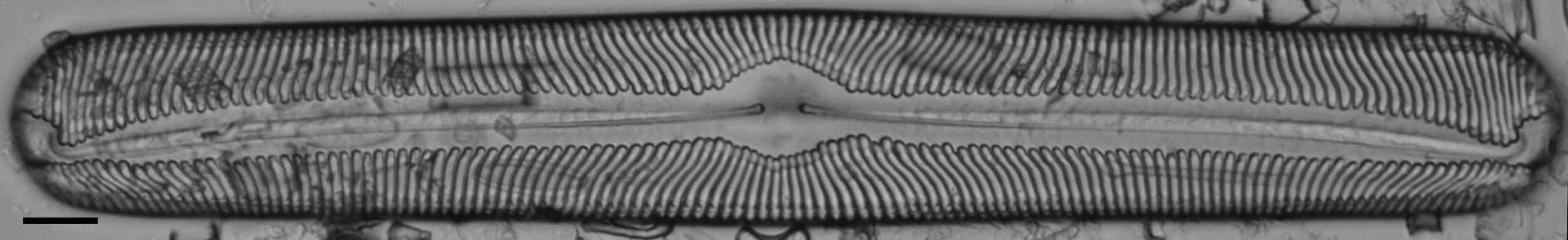 Pinnularia torta LM2
