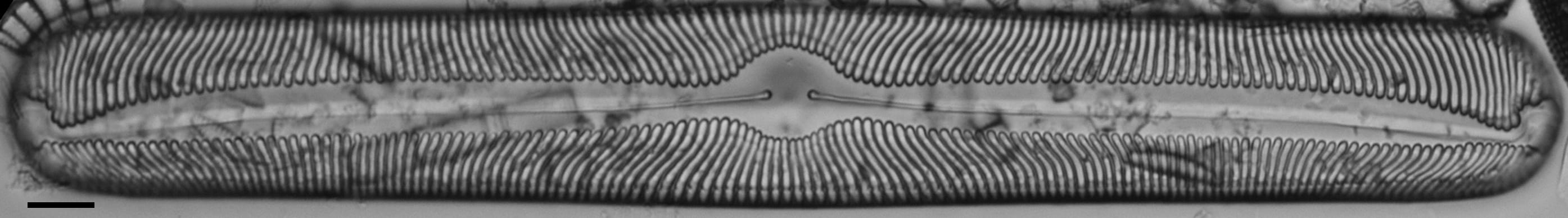 Pinnularia torta LM7