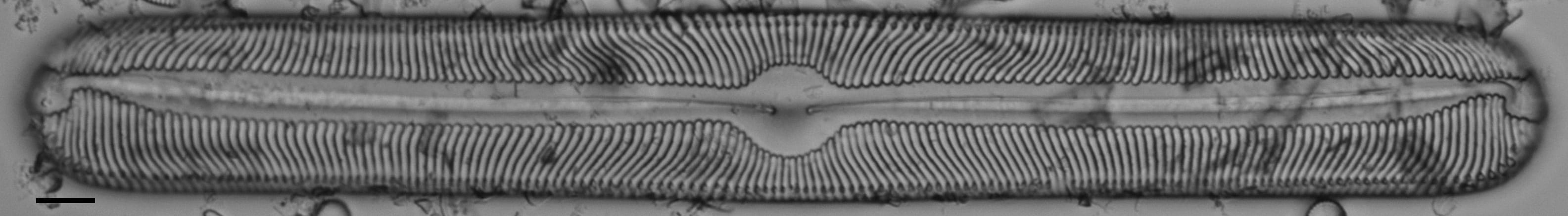 Pinnularia torta LM3