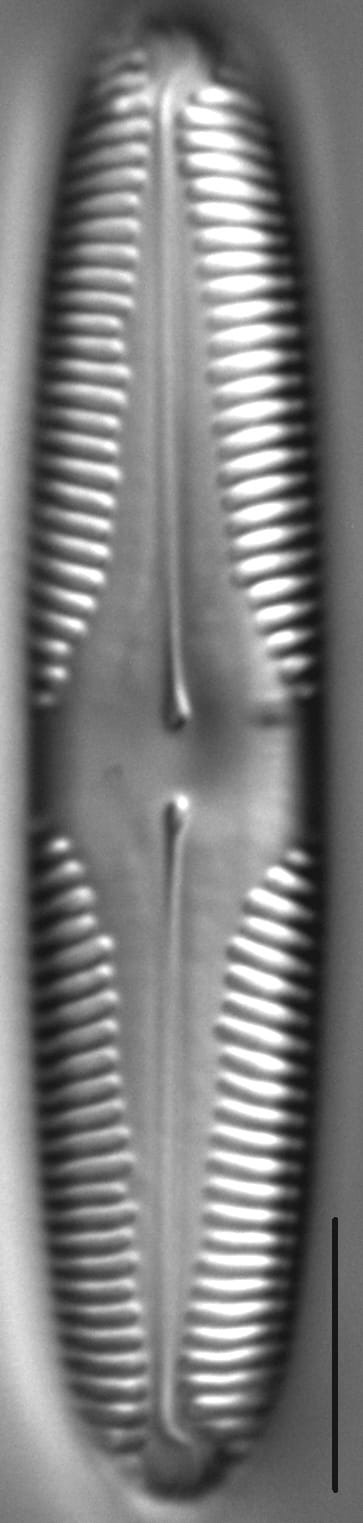 Pinnularia brebissonii LM6