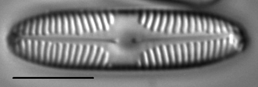 Pinnularia brebissonii LM2