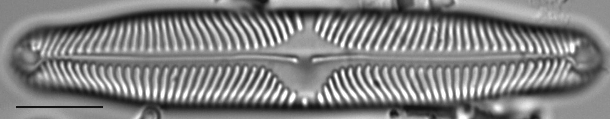 Pinnularia microstauron LM4