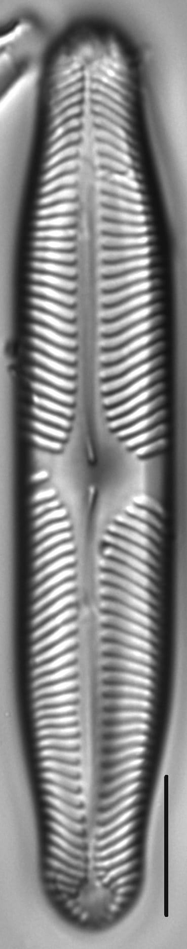 Pinnularia microstauron LM3