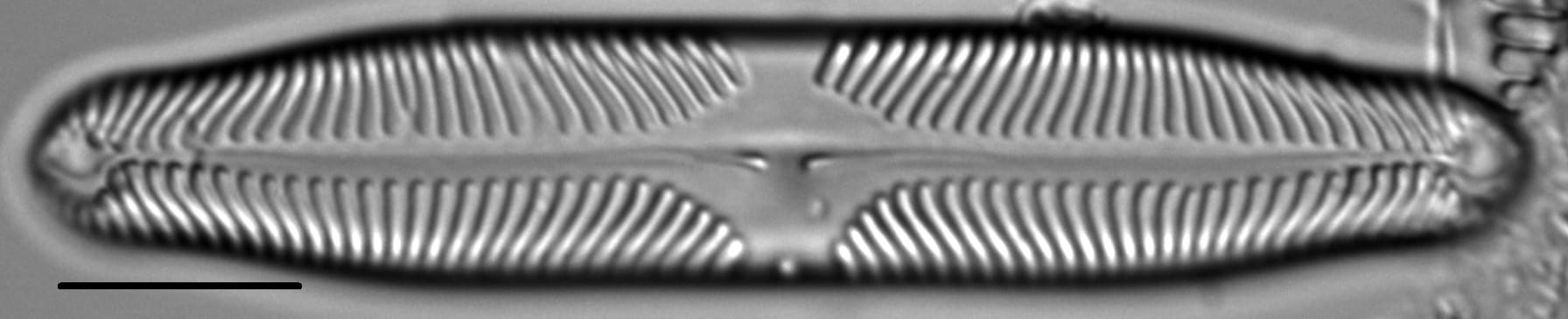 Pinnularia microstauron LM1