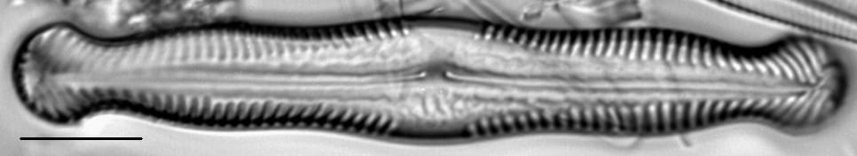 Pinnularia nodosa var percapitata LM5