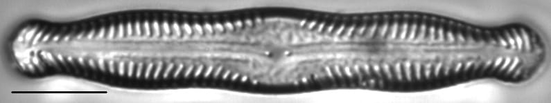 Pinnularia nodosa var percapitata LM4