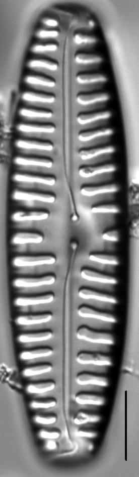 Pinnularia rabenhorstii LM3