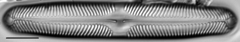 Pinnularia rhombarea LM6