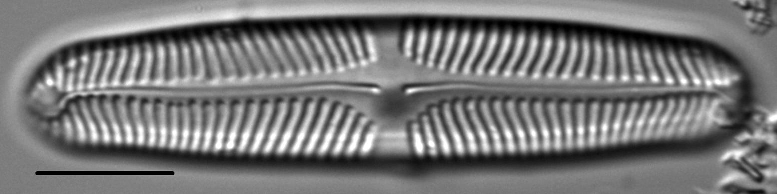 Pinnularia rhombarea LM3