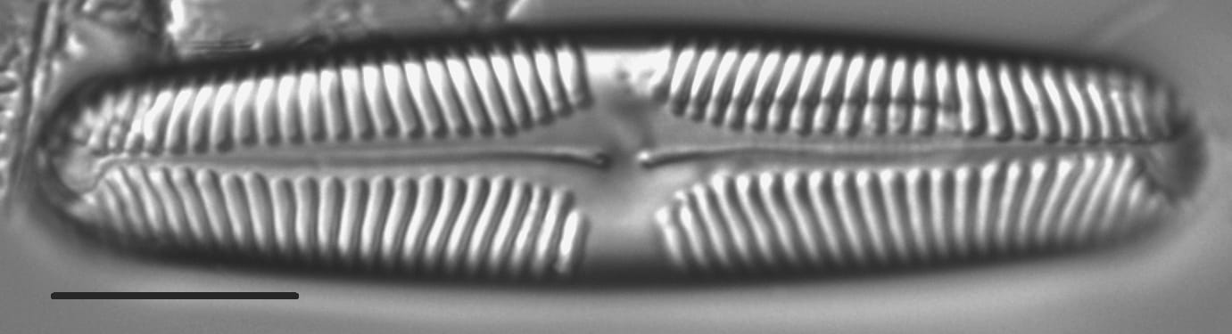 Pinnularia rhombarea LM1