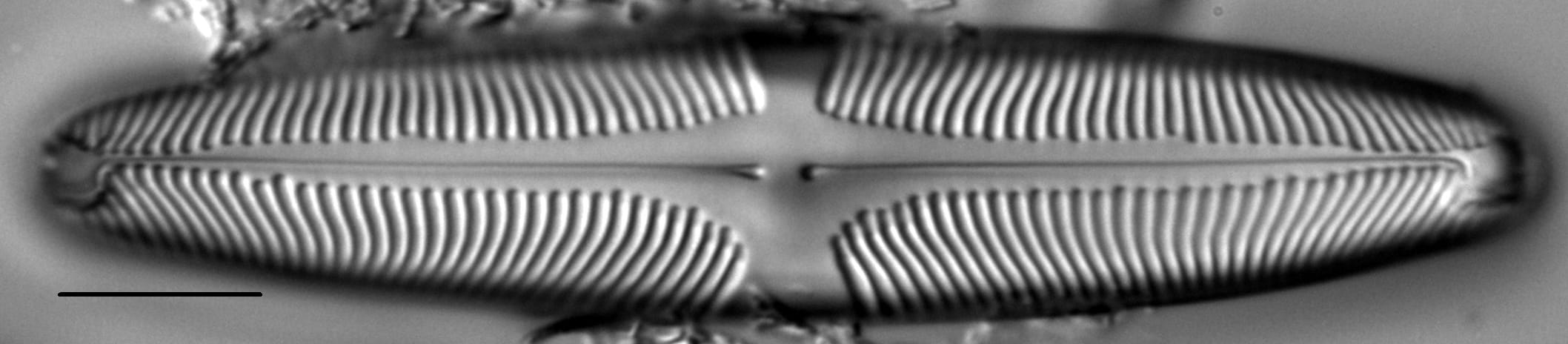 Pinnularia suchlandtii LM1