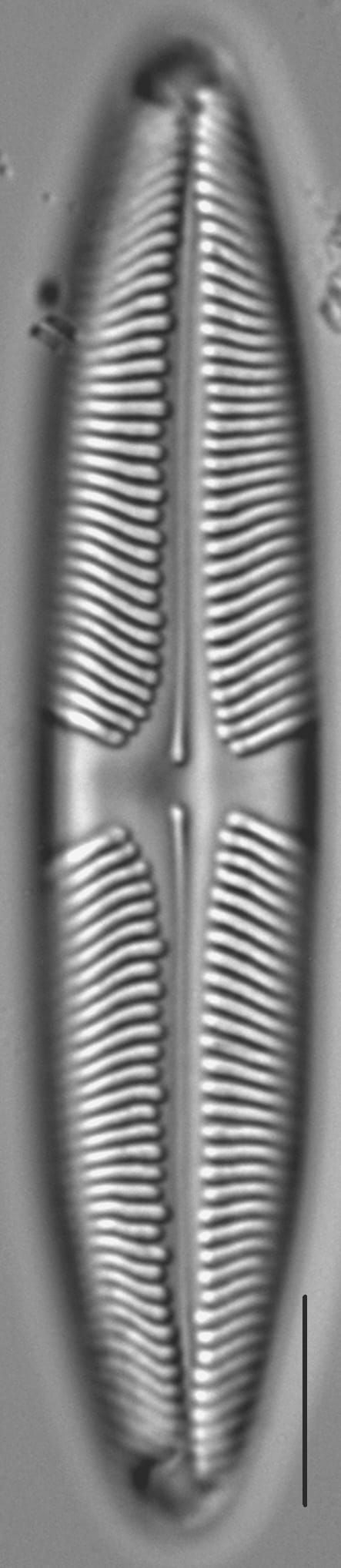 Pinnularia suchlandtii LM2