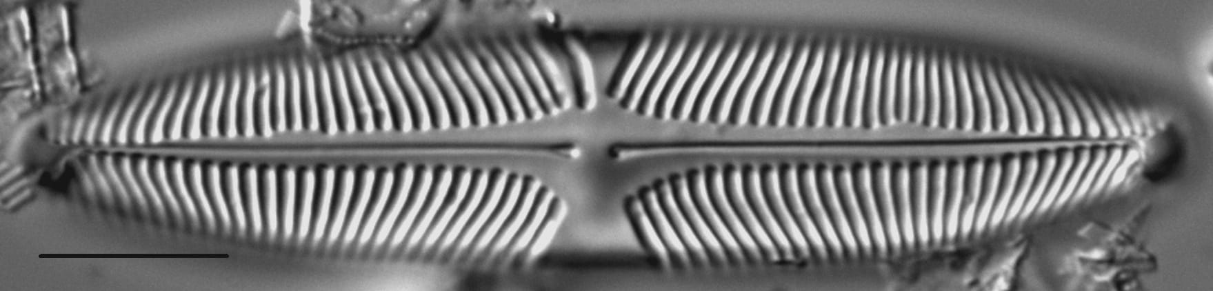 Pinnularia suchlandtii LM3