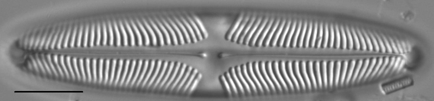 Pinnularia suchlandtii LM4