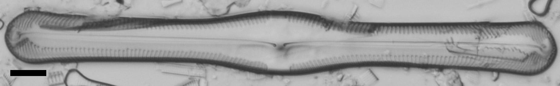 Pinnularia clericii LM7