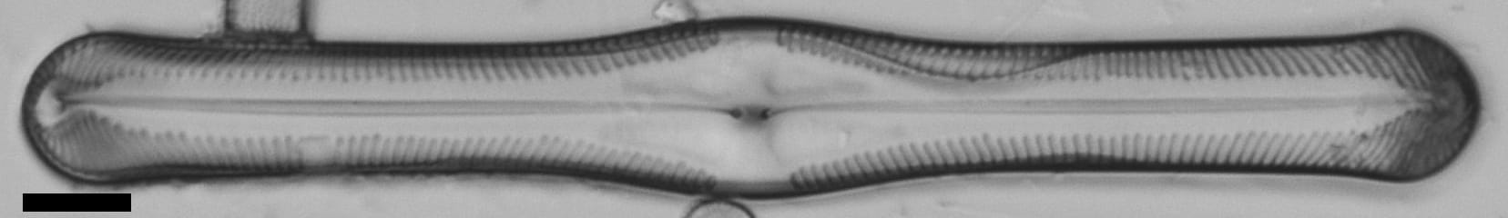 Pinnularia clericii LM6