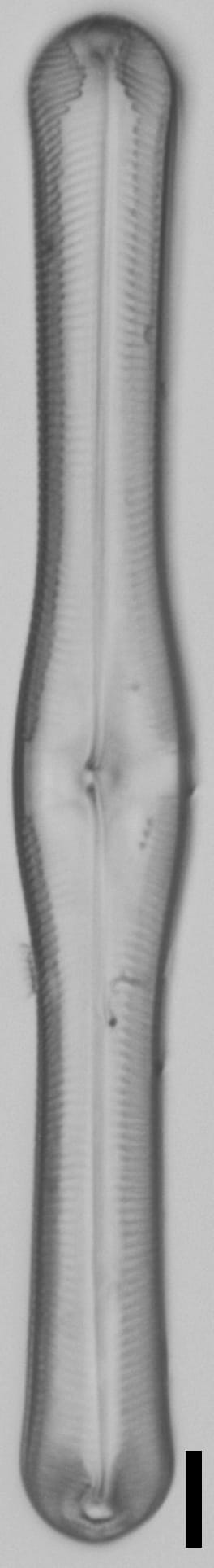 Pinnularia clericii LM5