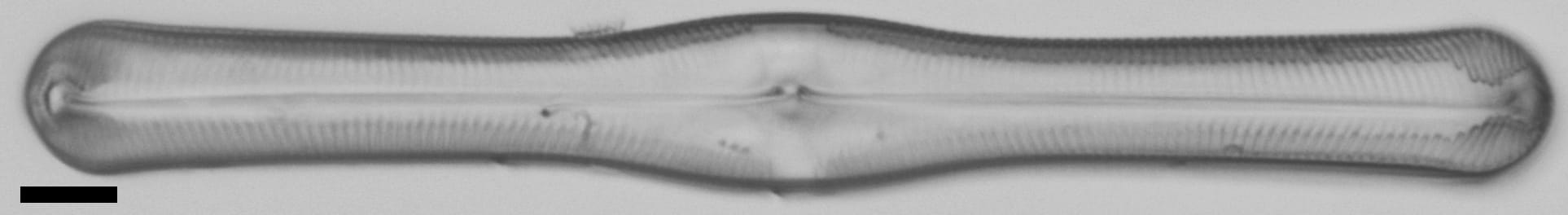 Pinnularia clericii LM5