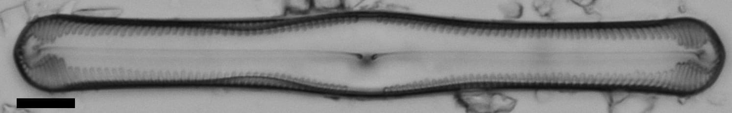 Pinnularia clericii LM4