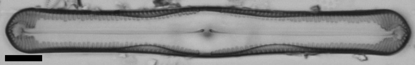 Pinnularia clericii LM2