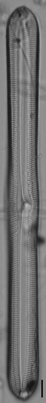 Pinnularis transversa ANSP GC2213 1