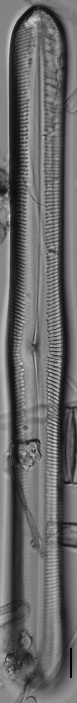 Pinnularis transversa ANSP GC2213 6