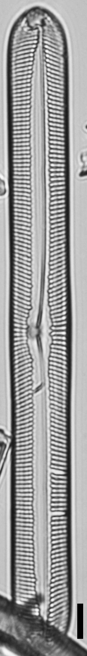 Pinnularis transversa LM4