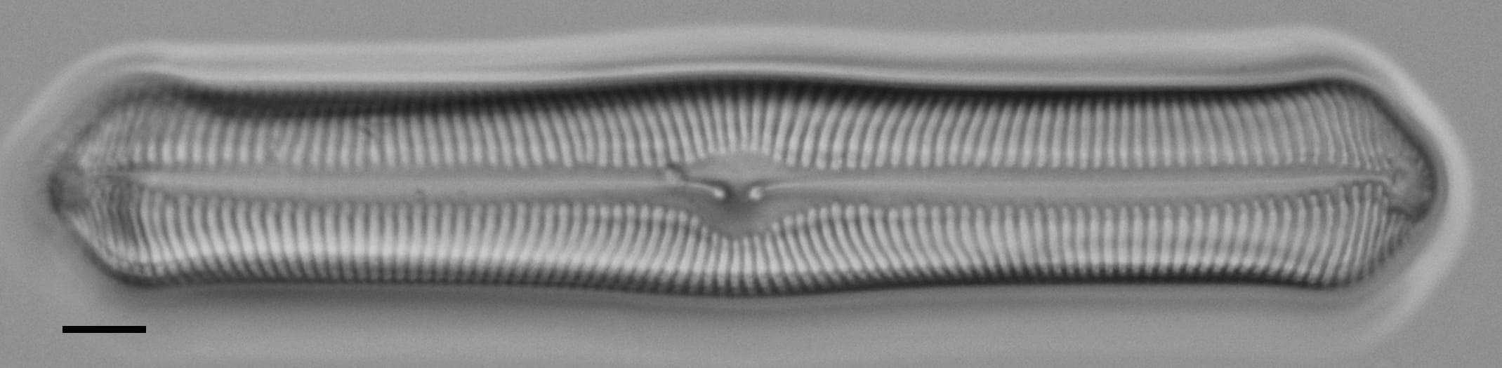 Pinularia bihastata LM4