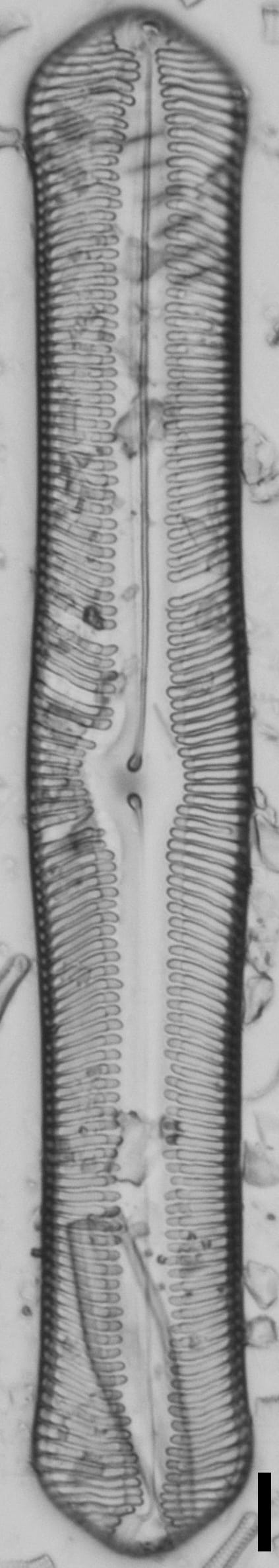 Pinularia bihastata LM7