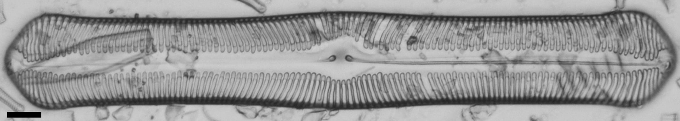 Pinularia bihastata LM7