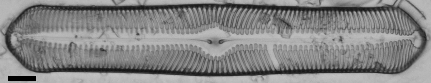 Pinularia bihastata LM3