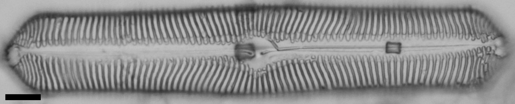 Pinularia bihastata LM2