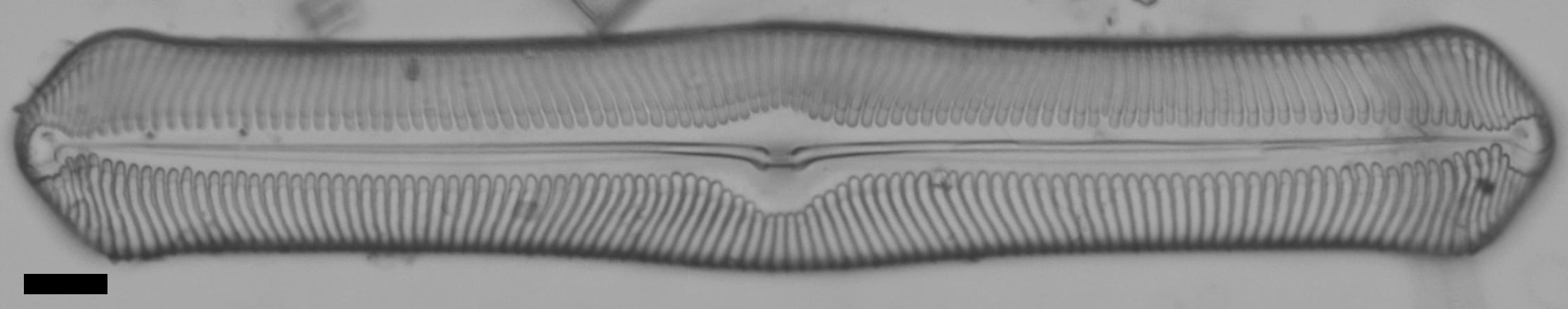 Pinularia bihastata LM1