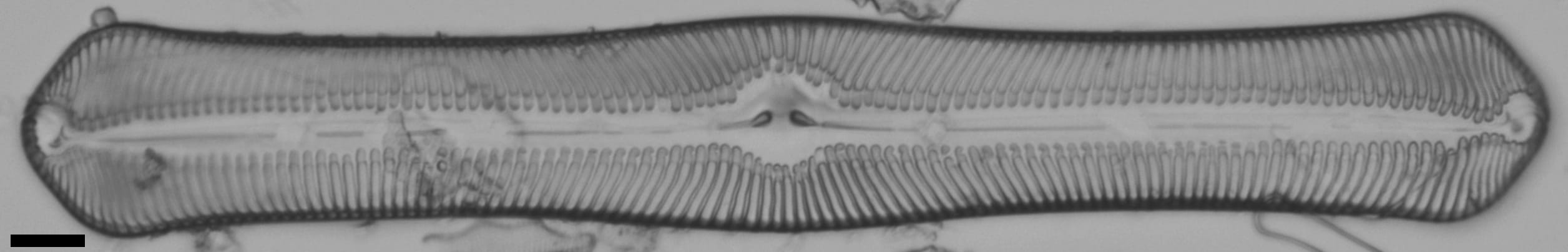 Pinularia bihastata LM5