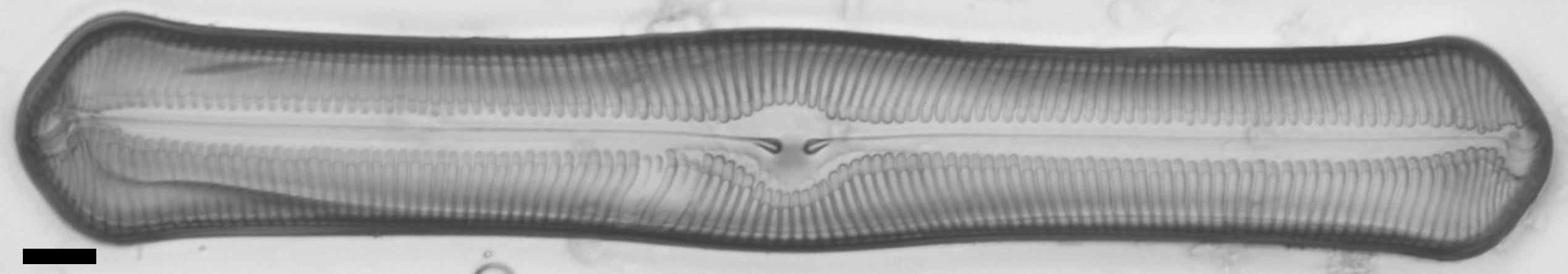 Pinularia bihastata LM6