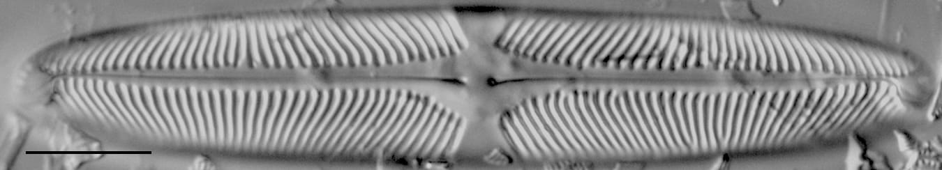 Pinularia wisconsinensis LM3