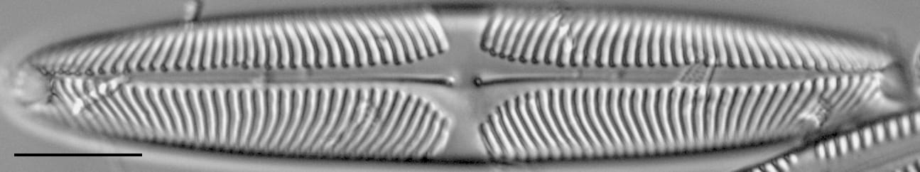 Pinularia wisconsinensis LM4