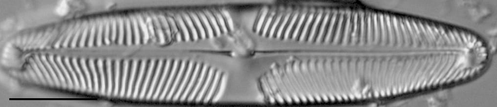 Pinularia wisconsinensis LM7