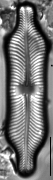 Placoneis abiskoensis LM5