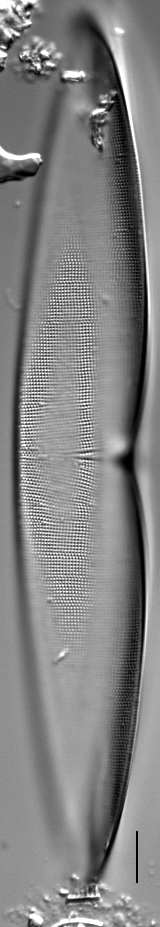 Plagiotropis arizonica LM7