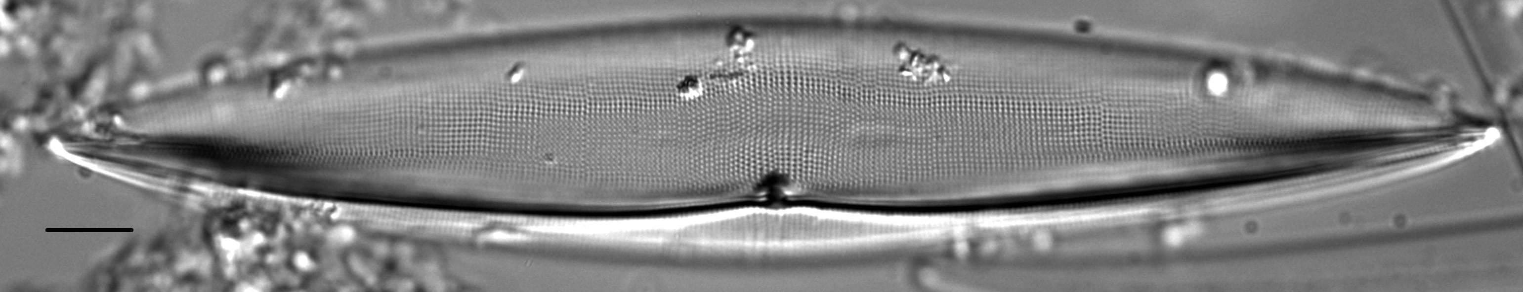 Plagiotropis arizonica LM6