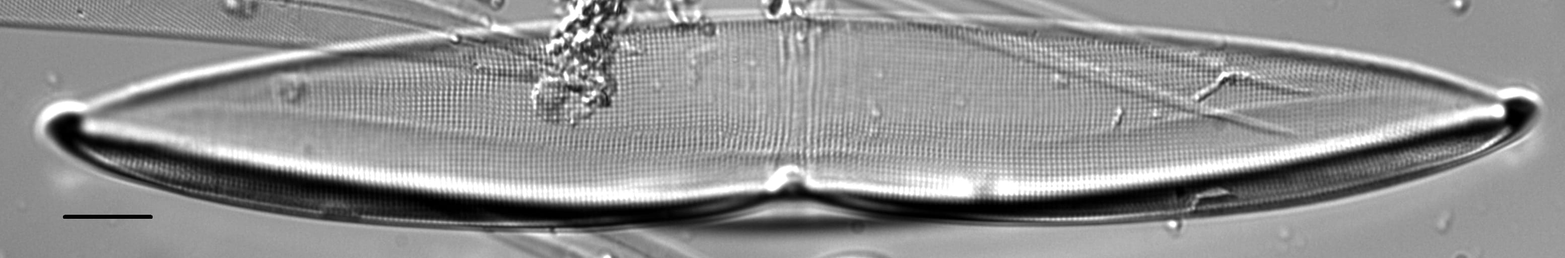 Plagiotropis arizonica LM5