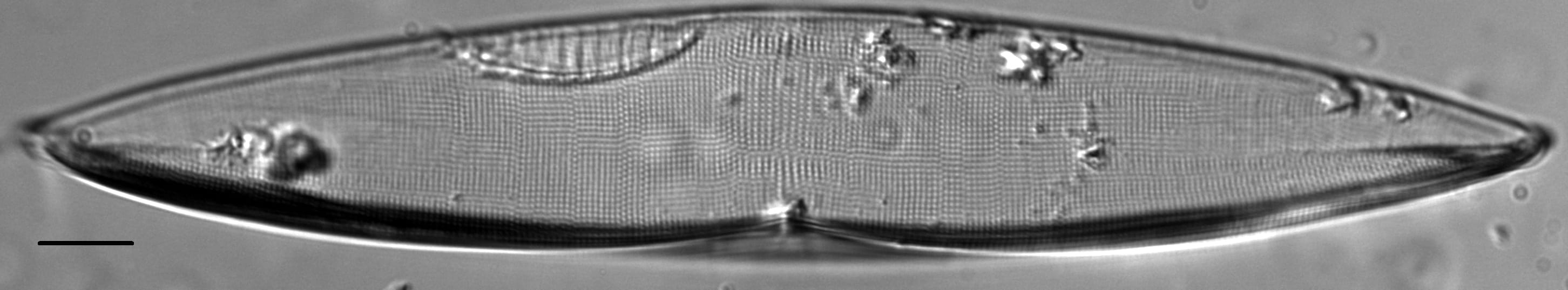 Plagiotropis arizonica LM4