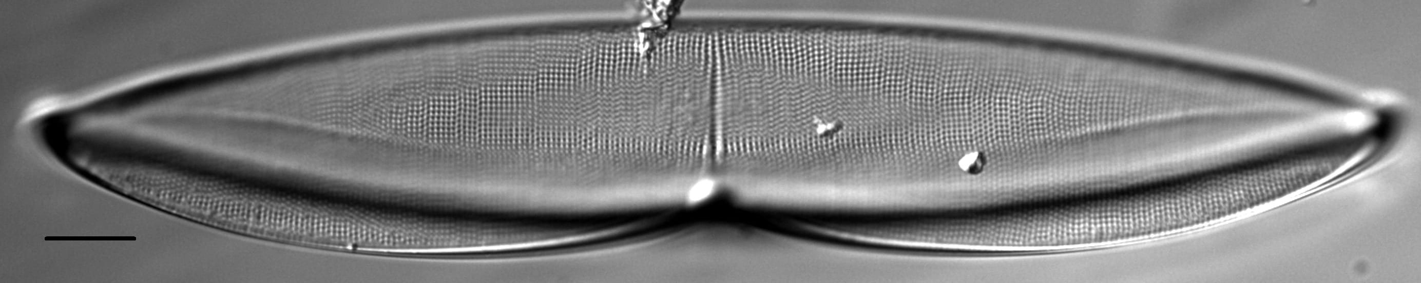 Plagiotropis arizonica LM2