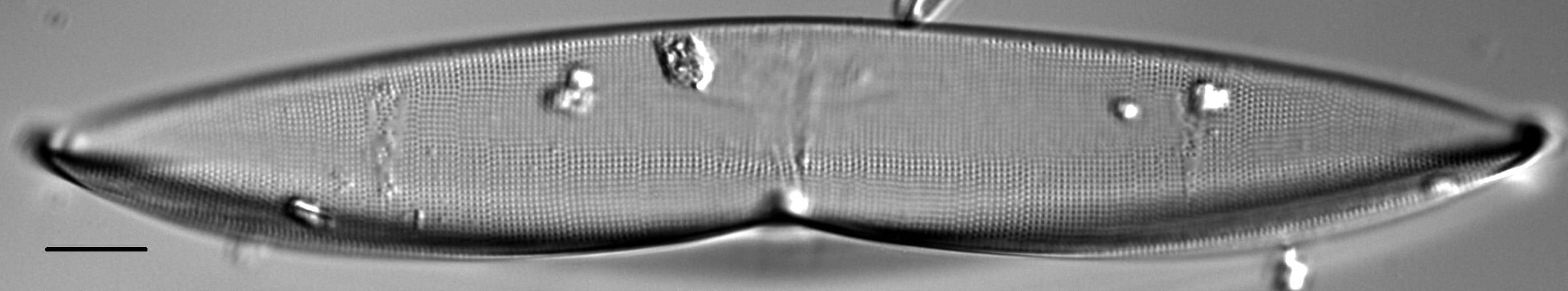 Plagiotropis arizonica LM1