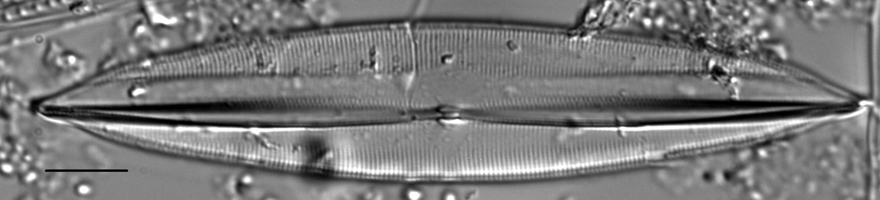 Plagiotropis lepidoptera var proboscidea LM7